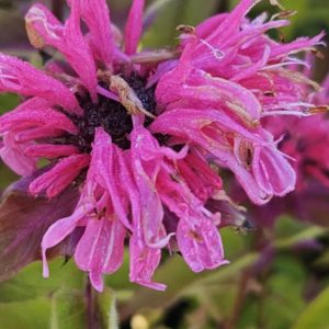 Monarda 'Pink Supreme'