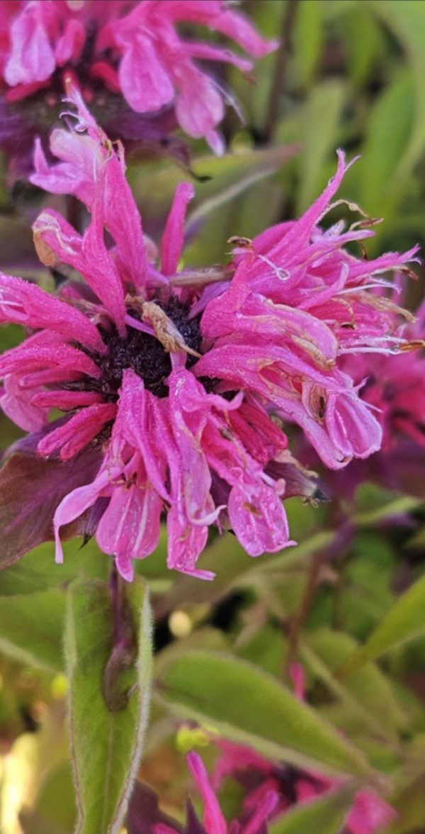 Monarda 'Pink Supreme'