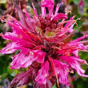 Monarda didyma 'Dancing Bird'