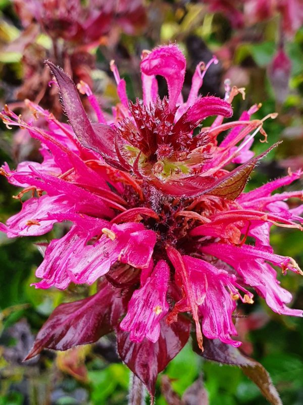 Monarda didyma 'Dancing Bird'