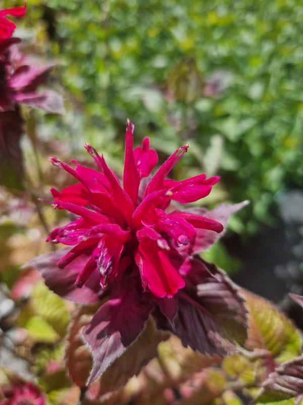Monarda fireball Monarda 'Fireball'
