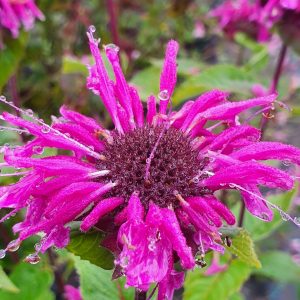 Buy Monarda Plants Online | Online Shop | Proctors Nursery