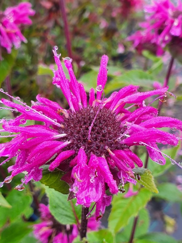 Monarda 'Purple Knight'