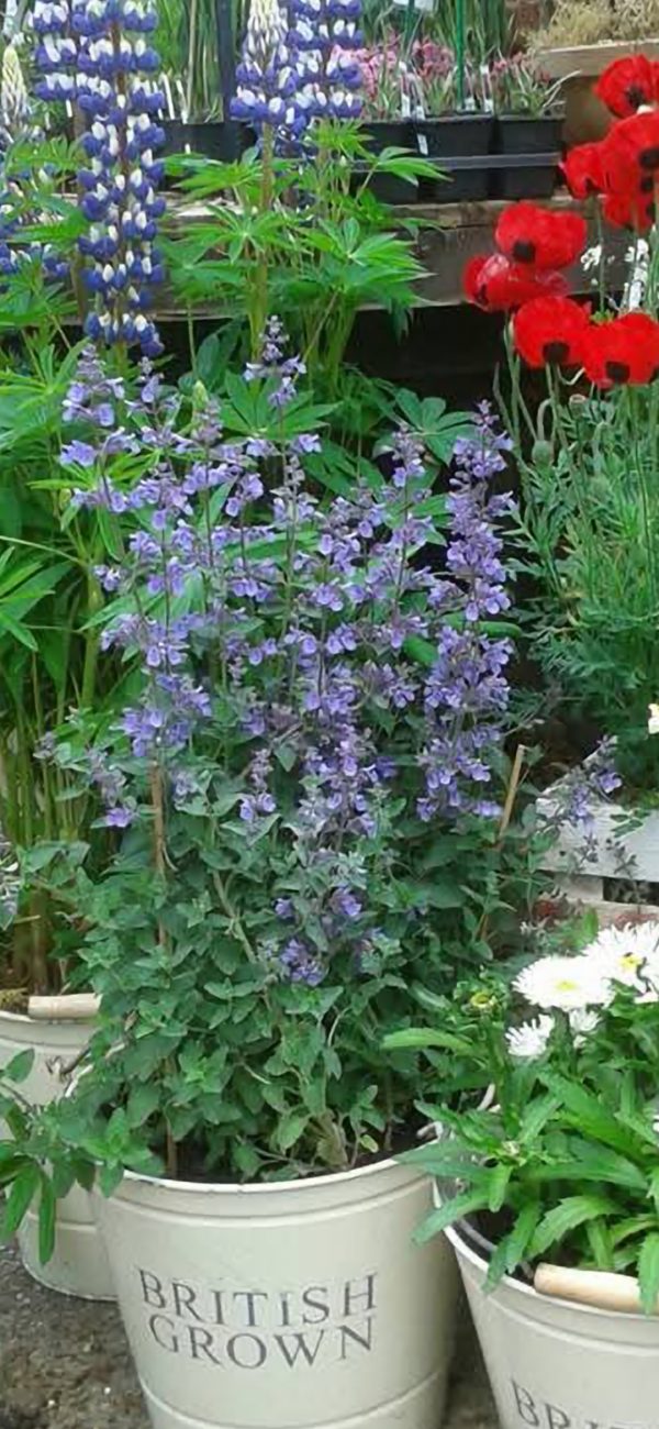 Nepeta x faassenii 'Walkers Low' Nepeta x faassenii 'Walkers Low'