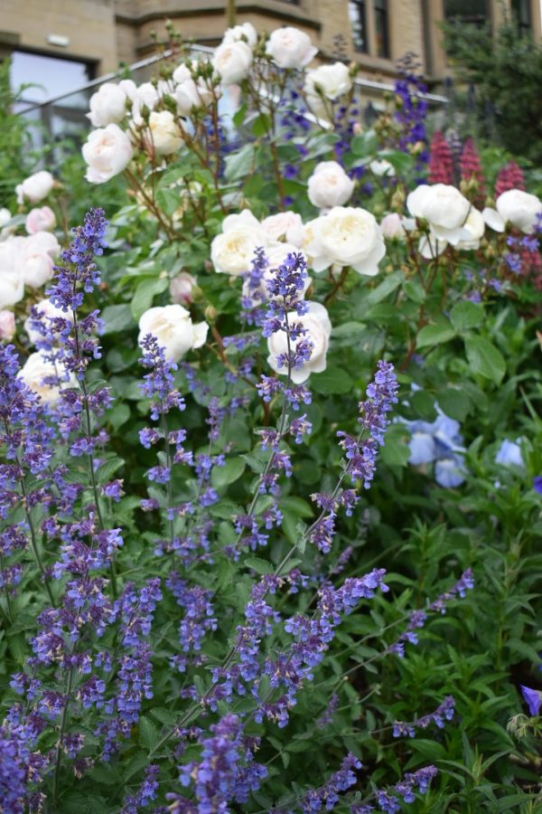 Nepeta x faassenii 'Walkers Low' Nepeta x faassenii 'Walkers Low'