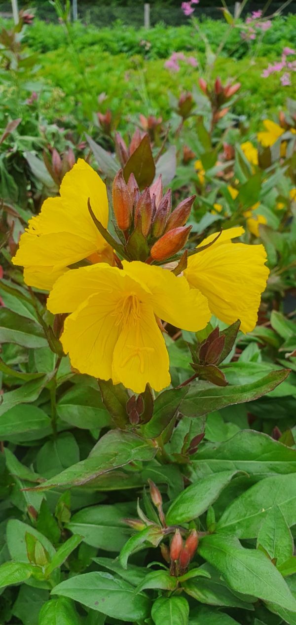 Oenothera crown imperial
