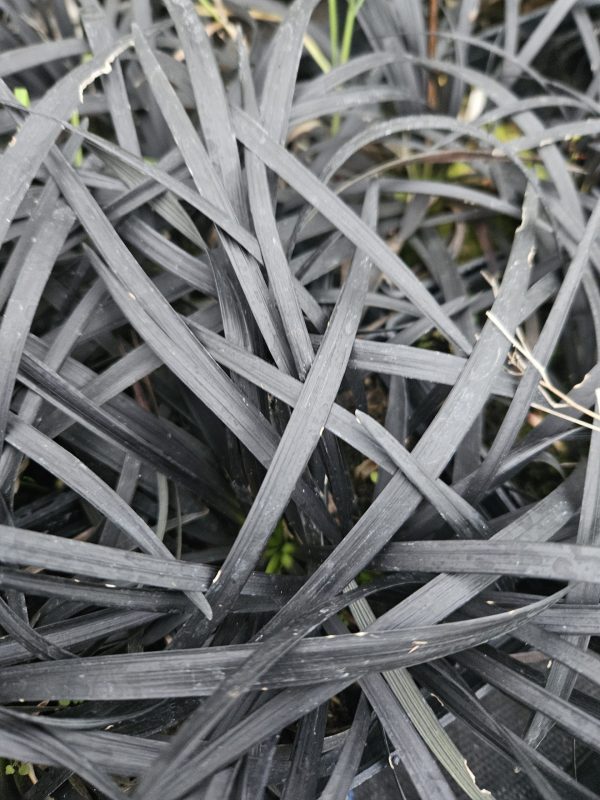 Ophiopogon planiscapus 'Nigrescens' Ophiopogon planiscapus 'Nigrescens'