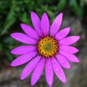 Osteospermum ‘In the Pink’