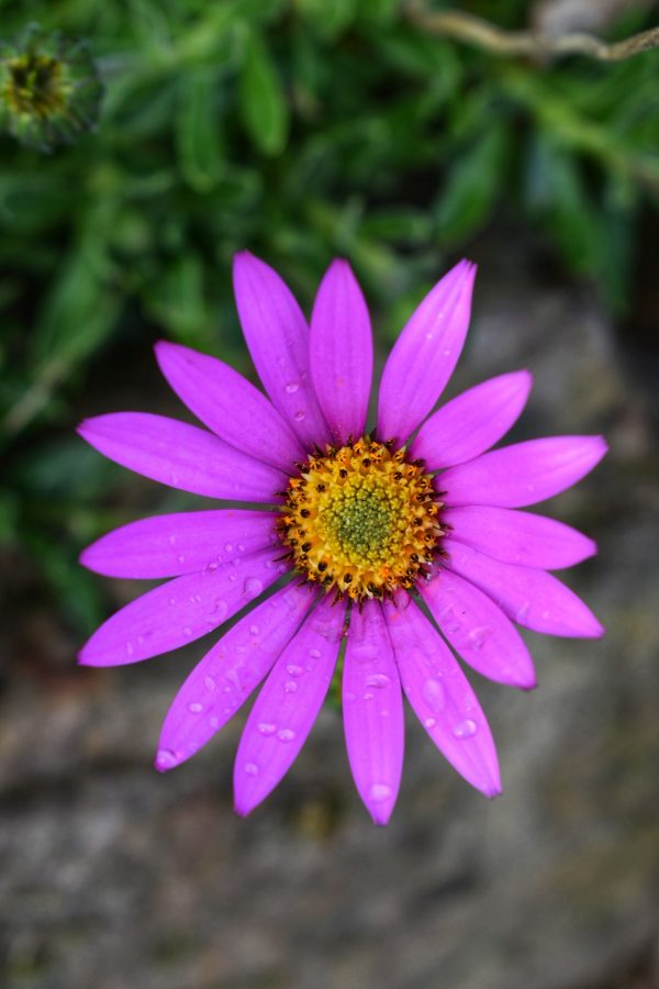 Osteospermum 'In the Pink' Osteospermum ‘In the Pink’