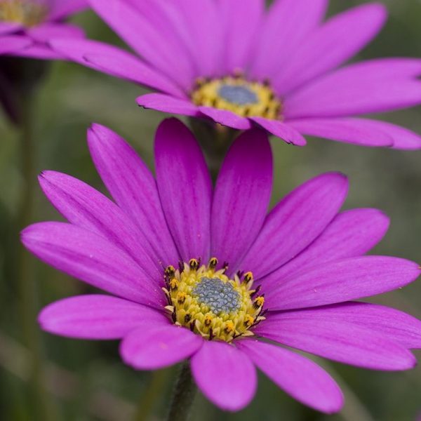 Osteospermum ‘In the Pink’ Osteospermum ‘In the Pink’
