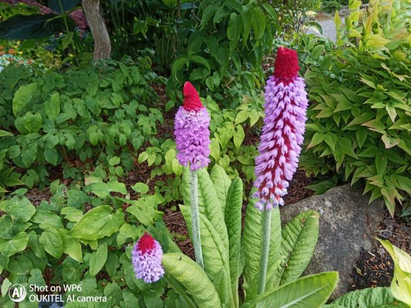 PHOTO-2022-01-27-15-10-07 3