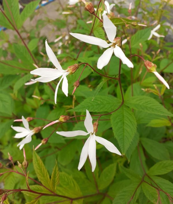 PHOTO-2022-05-19-14-01-20 3