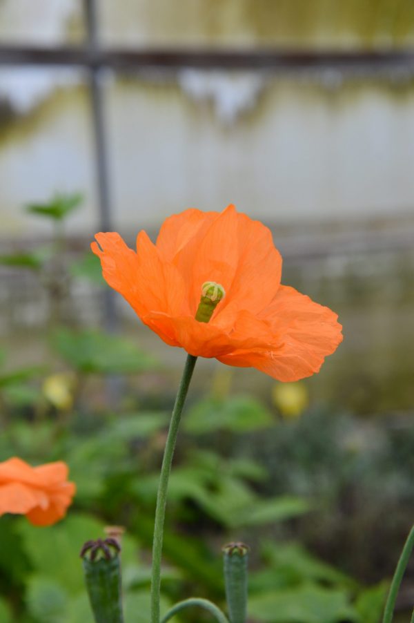 Papavar repifragum 'Tangerine Gem' (1)