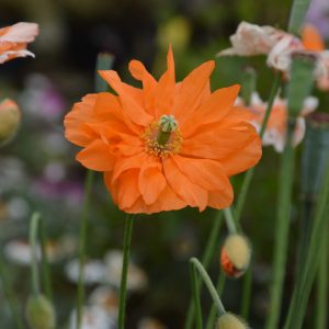 Papavar repifragum 'Tangerine Gem' (12)