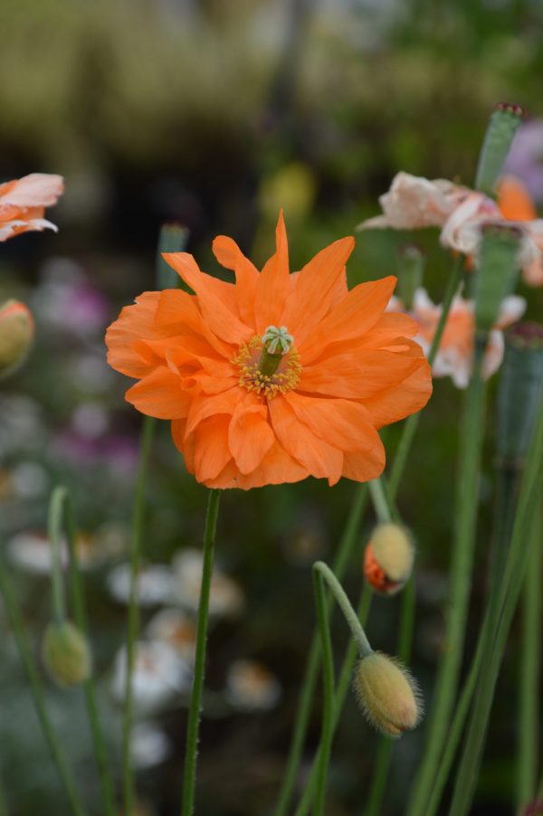 Papavar repifragum 'Tangerine Gem' (12) Papavar repifragum 'Tangerine Gem' (12)