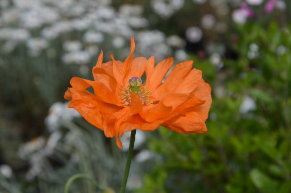 Papavar repifragum 'Tangerine Gem' (9)