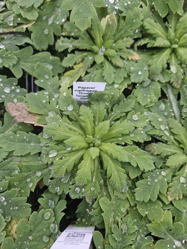 Papaver rupifragum 'Double Tangerine Gem' Papaver rupifragum 'Double Tangerine Gem'