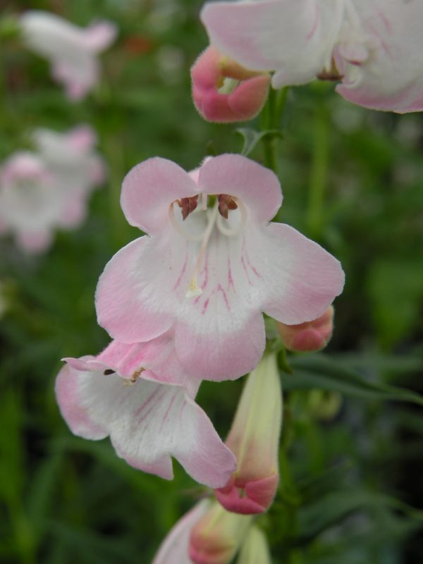 Penstemon 'Apple Blossom'