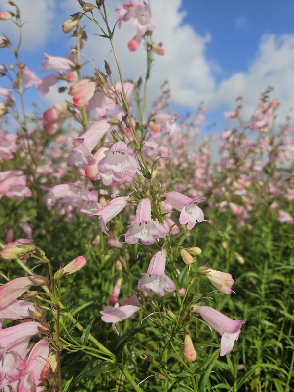 Penstemon 'Apple Blossom'2 Penstemon 'Apple Blossom'