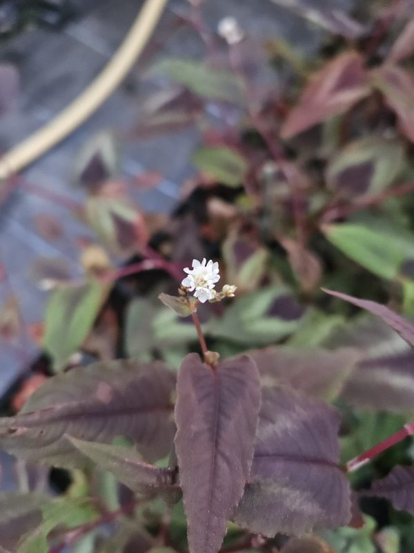 Persicaria microcephala 'Red Dragon'