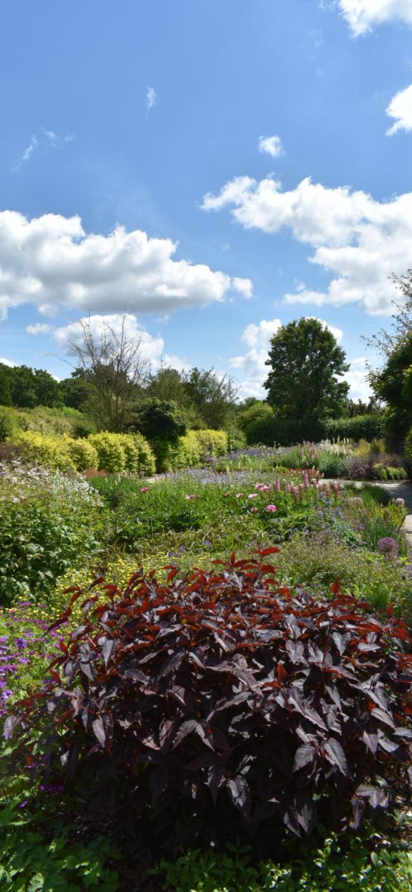 Persicaria microcephala 'Red Dragon'