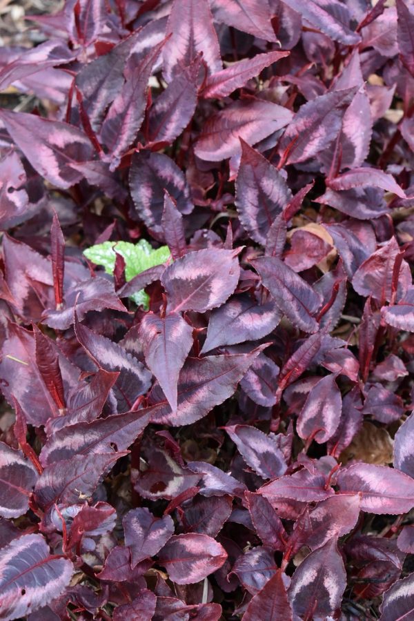 Persicaria microcephala 'Red Dragon'