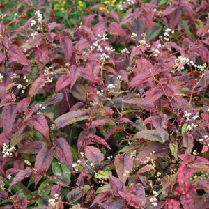 Persicaria microcephala 'Red Dragon'