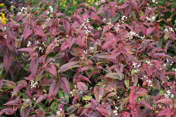 Persicaria microcephala 'Red Dragon'