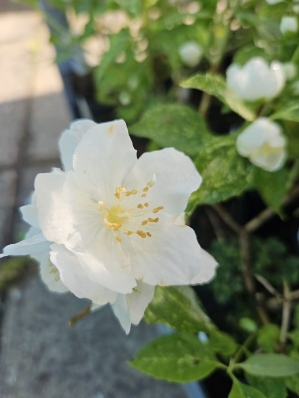 Philadelphus 'Innocence'