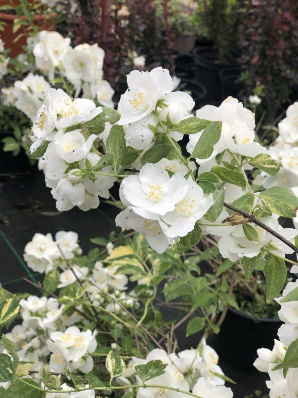 Philadelphus 'Innocence'