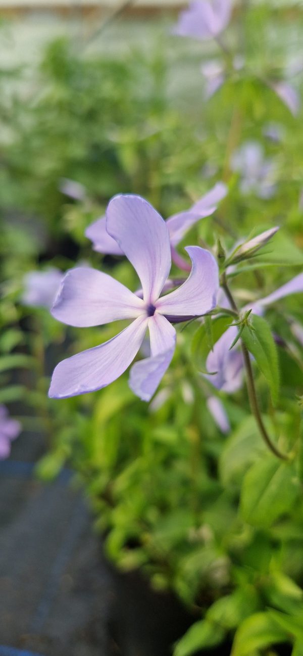 Phlox divaricata 'Clouds of Perfume'