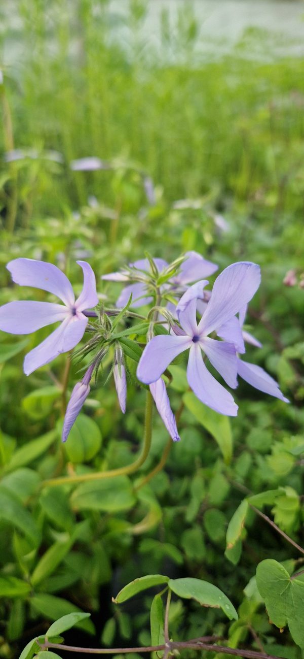 Phlox divaricata 'Clouds of Perfume'