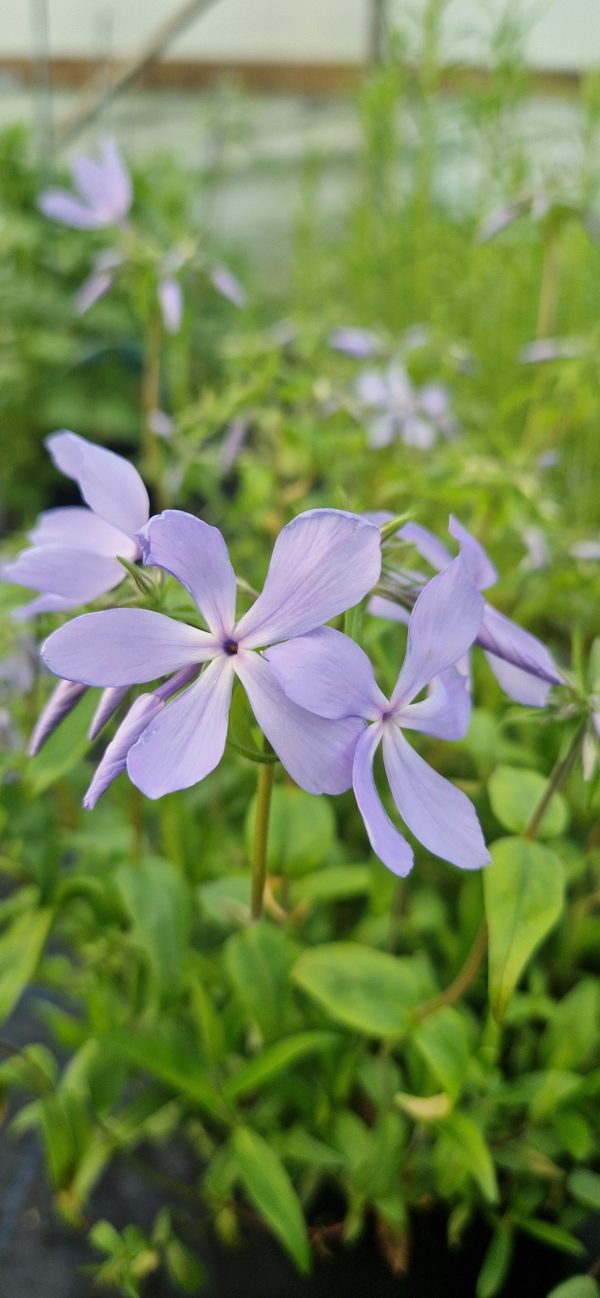 Phlox divaricata 'Clouds of Perfume'
