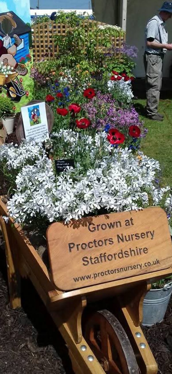 Phlox divaricata 'May Breeze'2 Phlox divaricata 'May Breeze'