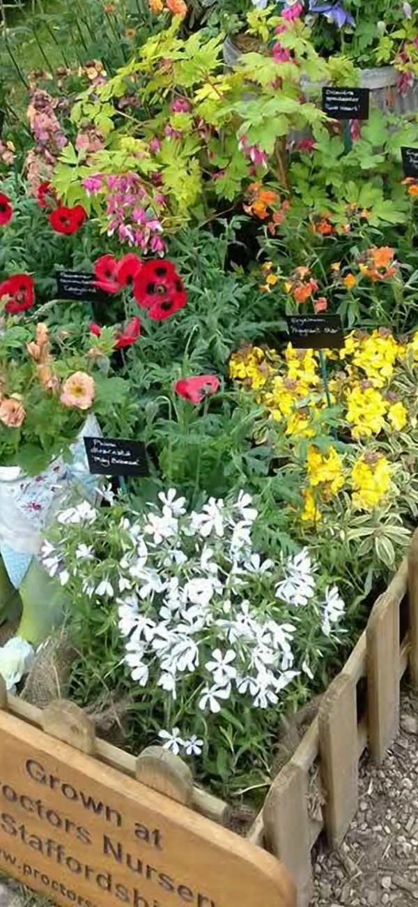 Phlox divaricata 'May Breeze'3 Phlox divaricata 'May Breeze'