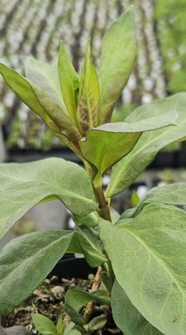 Phlox x paniculata 'Bright Eyes'