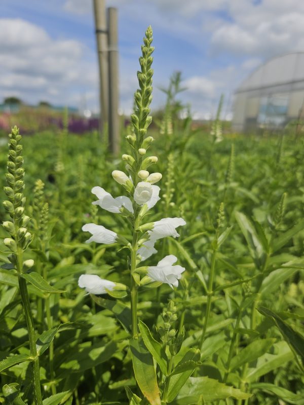 Physostegia virginiana 'Crystal Peak White'