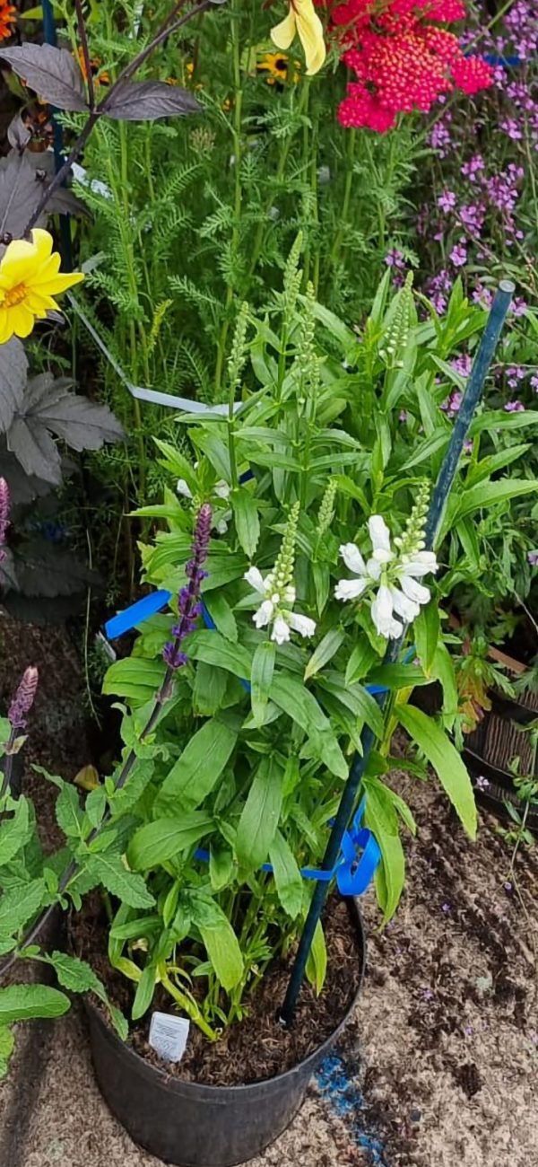 Physostegia virginiana 'Crystal Peak White'