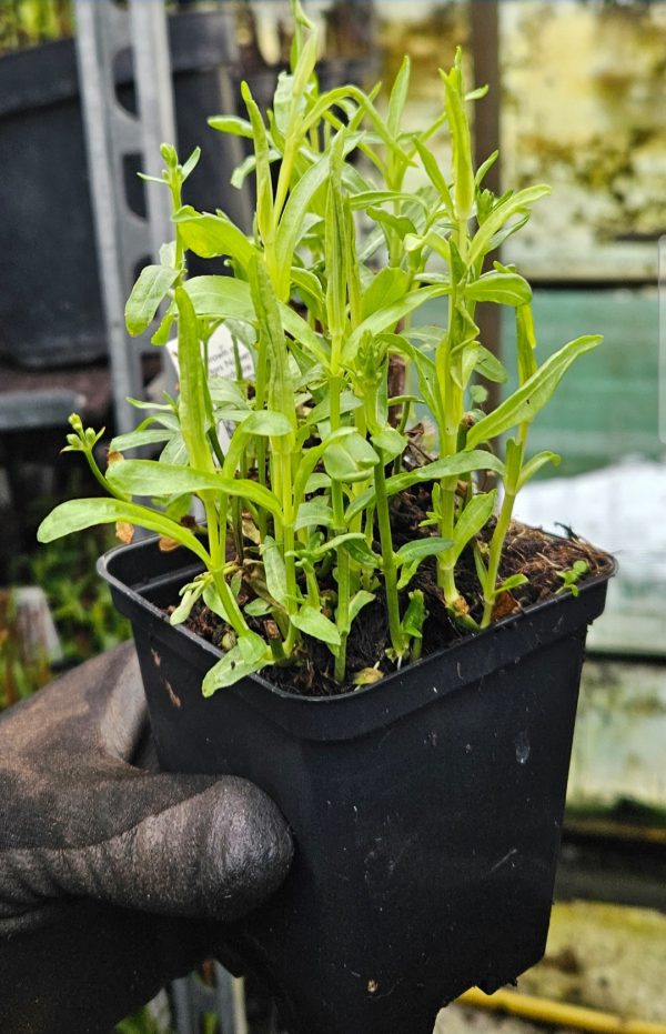 Physostegia virginiana 'Crystal Peak White'
