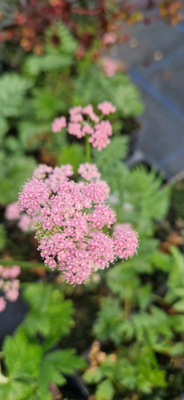 Pimpinella major 'Rosea'