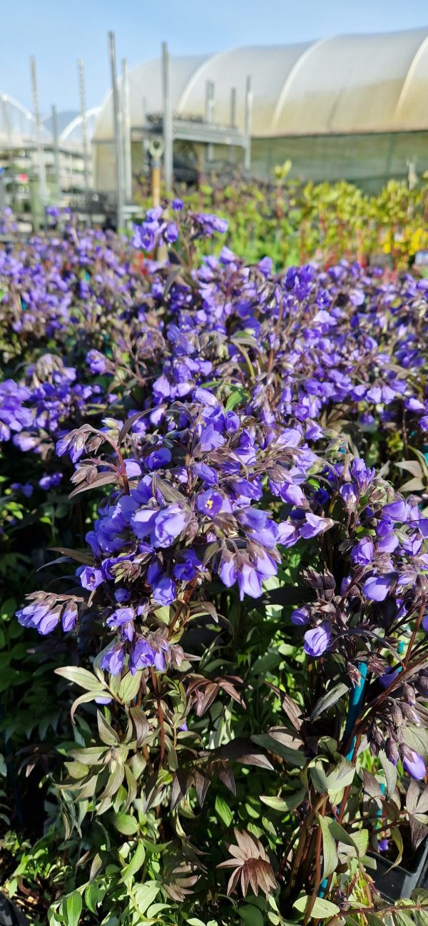 Polemonium 'Heaven Scent' Polemonium 'Heaven Scent'