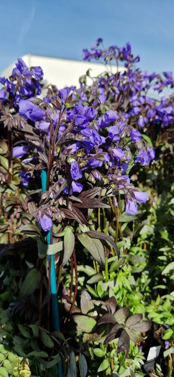 Polemonium 'Heaven Scent'2 Polemonium 'Heaven Scent'
