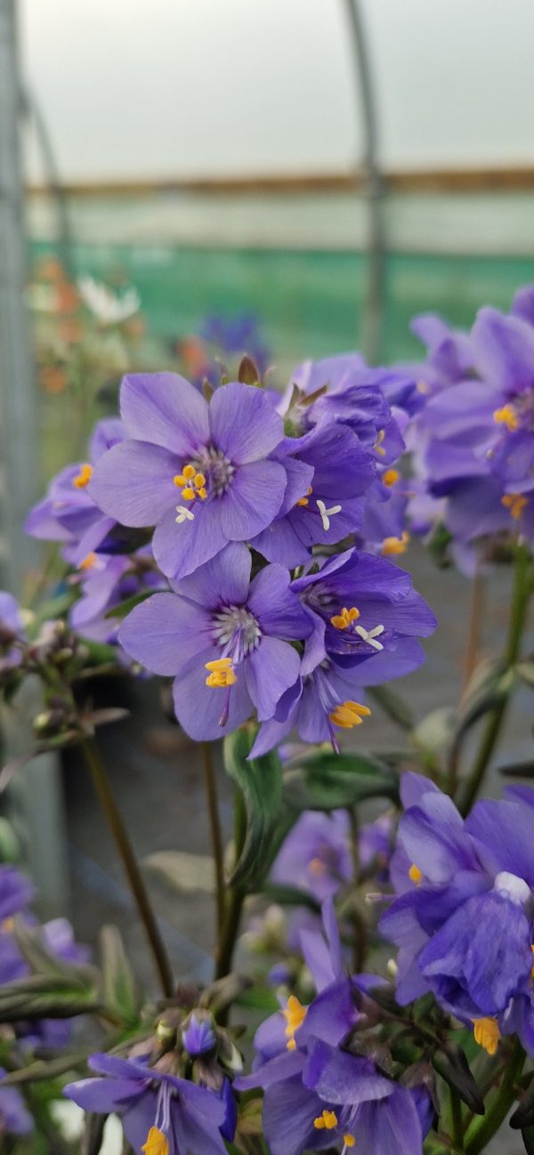 Polemonium yezoense 'Purple Rain' Polemonium yezoense 'Purple Rain'