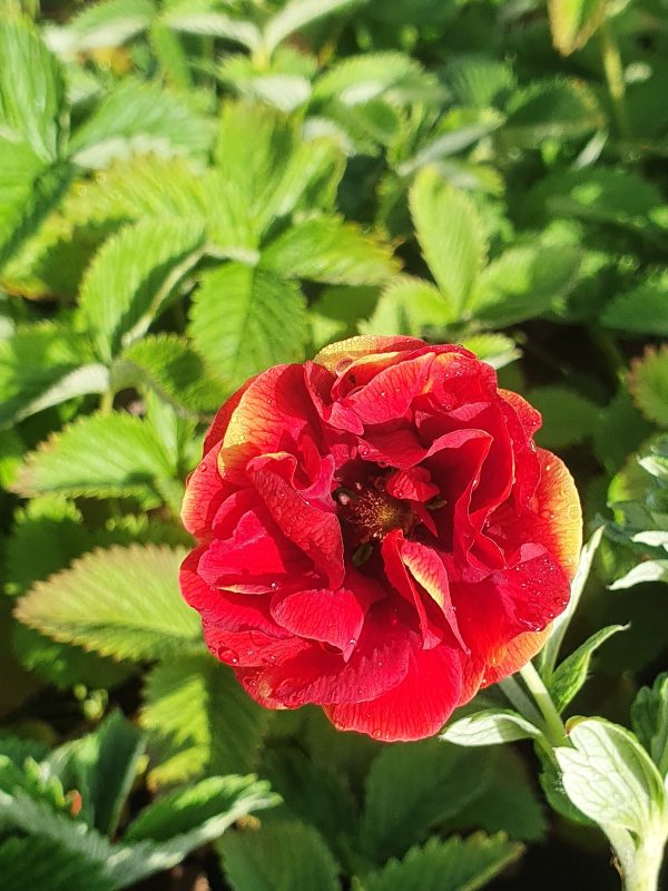 Potentilla arc en ciel