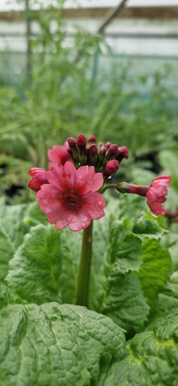 Primula japonica 'Miller's Crimson' Primula japonica 'Miller's Crimson'