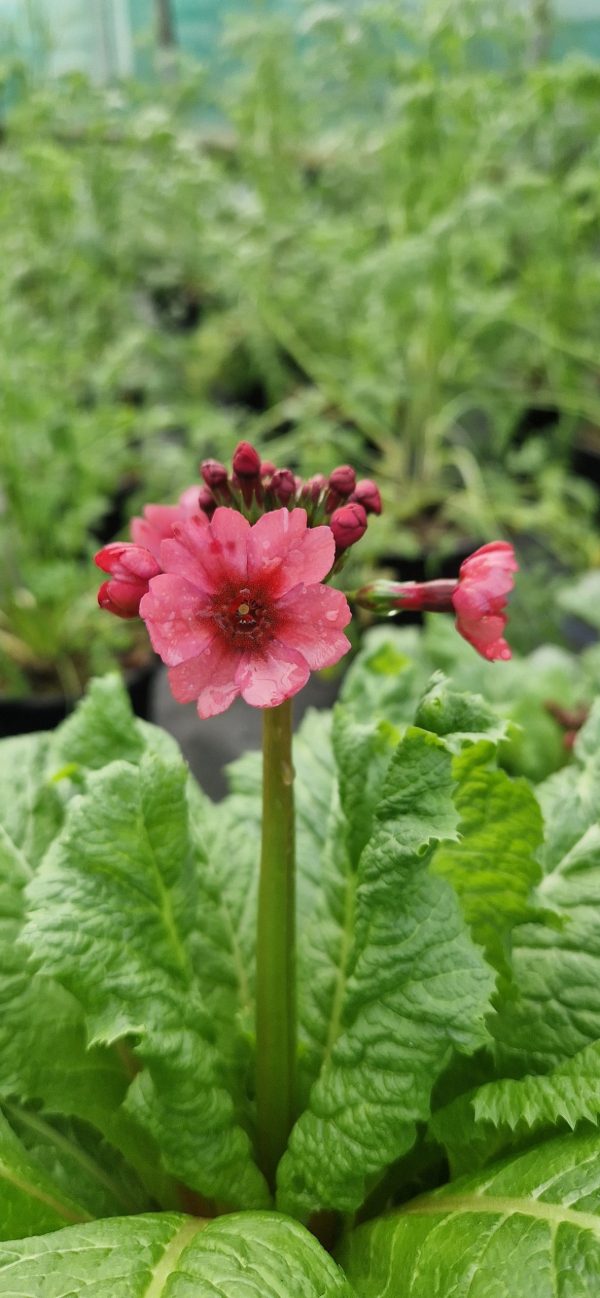 Primula japonica 'Miller's Crimson'2 Primula japonica 'Miller's Crimson'