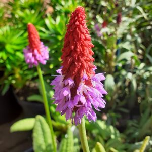 Primula vialii