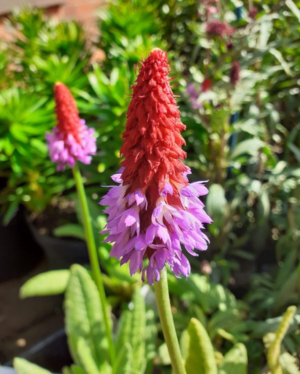 Primula vialii Primula vialii