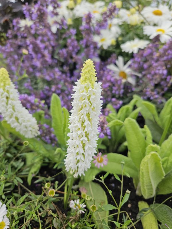 Primula vialii 'Alison Holland' Primula vialii 'Alison Holland'