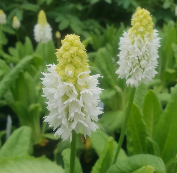 Primula vialii 'Alison Holland'2 Primula vialii 'Alison Holland'